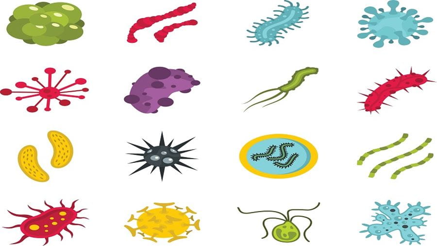 bakterier forskellige