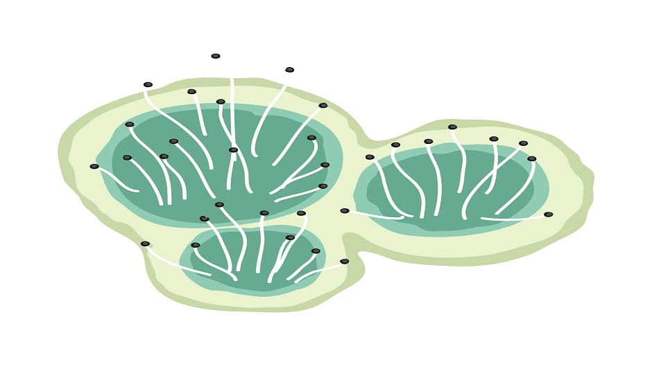 Illustration af små svampelignende bakterier