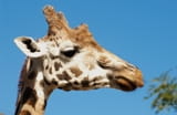 billede af giraf