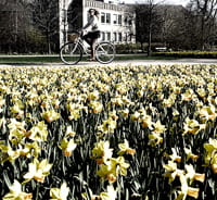 Cyklist cykler forbi gule påskeliljer i Munke Mose